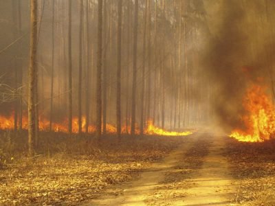 Fogo - Crédito Nelson Sanches Bezerra Junior