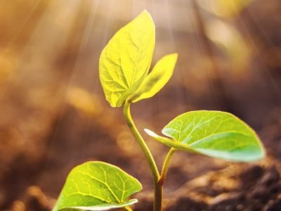 Folha- Crédito: shutterstock