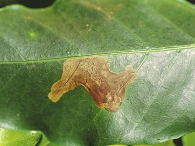 Folha - Crédito: Paulo Rebelles