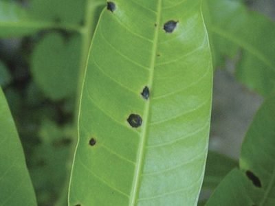 Folha - Fotos: Embrapa Semiárido