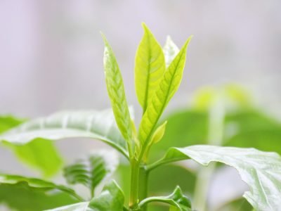 Folha-de-café-05-Crédito-Shutterstock-11-2019