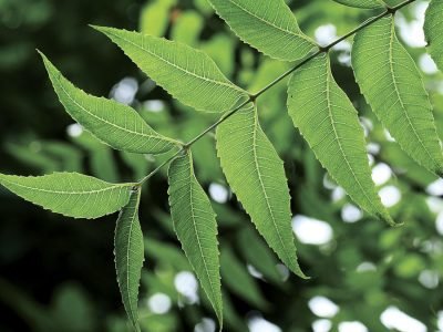 Folha de nem – Crédito: Deposit Photos