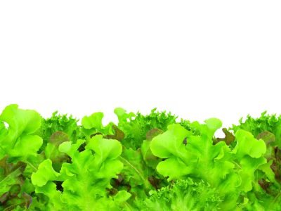 Folhosas - Crédito: shutterstock