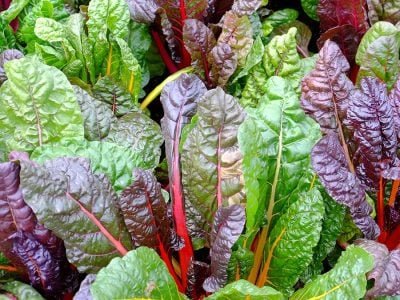 Folhosas - Créditos: shurtterstock