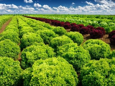 Folhosas - Créditos: shurtterstock