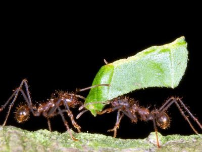 Formiga - Crédito Shutterstock