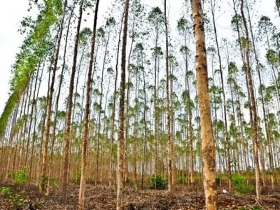 Fosfito ajuda no controle de doenças de plantas - Crédito Shuttertock