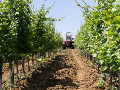 Fosfito de potássio no controle do míldio da videira -  Crédito Shutterstock