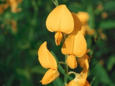 Crédito Shutterstock