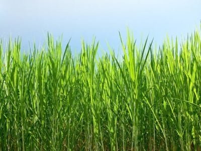 Crédito Shutterstock