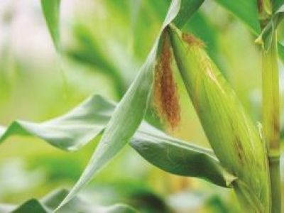 Corn or maize in garden field in organic agriculture, sweet corn vegetable food for good health of people, fresh maize harvesting in rural or countryside, nature growht plantation in meadow farm