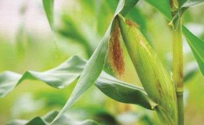 Corn or maize in garden field in organic agriculture, sweet corn vegetable food for good health of people, fresh maize harvesting in rural or countryside, nature growht plantation in meadow farm