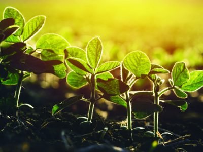 Close up of soybean plant in cultivated agricultural field, agriculture and crop protection