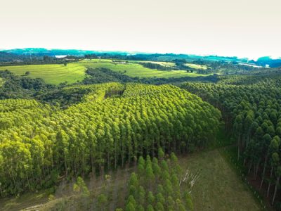 Aerial,Scene,Eucalyptus,Plantation,Farm