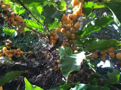 Café - Foto: Emerson Castro