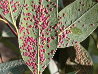 Vespa - Crédito: Shutterstock
