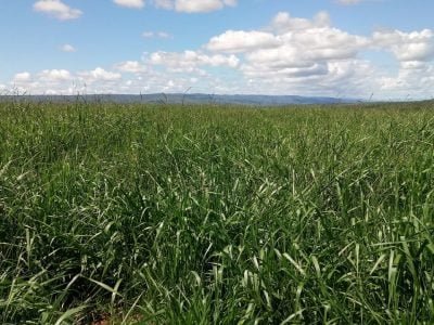 Crédito: Vitória Agro