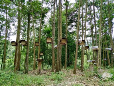 Bee hives in the tropical forest.
