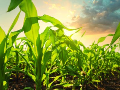 Young green corn growing on the field at sunset. Young Corn Plants. Corn grown in farmland.Maize seedling in the agricultural garden with blue sky.Green maize plants on field. Agricultural landscape