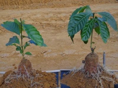 Foto-01-1-Ã€-esquerda-planta-testemunha-e-ao-lado-tratada-com-ácidos-húmicos-1024x769