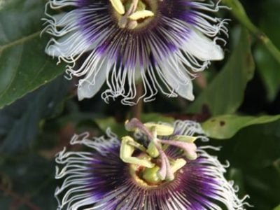 Foto-01-1-Crédito-Ana-Maria-Diniz