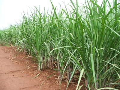 Foto-01-1-Crédito-Ana-Maria-Diniz2-1024x768