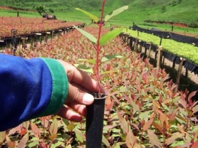 Foto-01-1-Crédito-Bruna-Souto