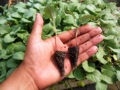 Foto-01-1-Crédito-Carlos-Antônio-dos-Santos