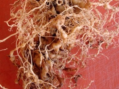 Foto-01-1-Crédito-Claudia-Arieira-765x1024