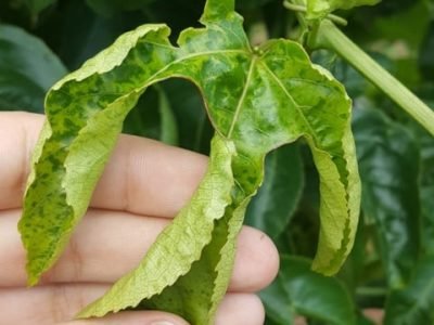 Foto-01-1-Crédito-David-Spadotti