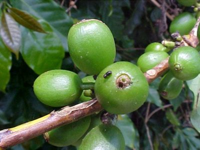 Foto-01-1-Crédito-Divulgação-Epamig