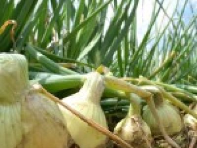 Foto-01-1-Crédito-Embrapa-Hortaliças