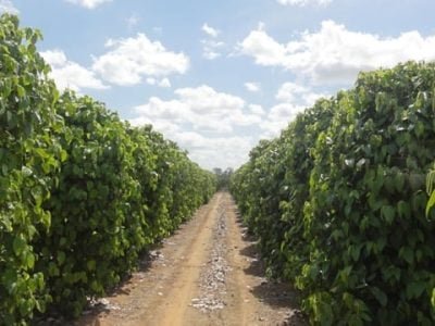 Foto-01-1-Crédito-Fábio-Luiz-Partelli