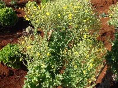 Foto-01-1-Crédito-Fábio-Suinaga