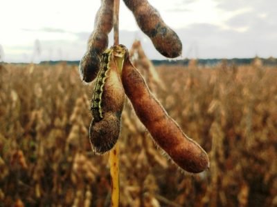 Foto-01-1-Crédito-Fundação-Chapadão-1024x916