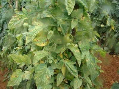 Foto-01-1-Crédito-Hélcio-Costa