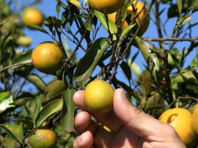 Foto-01-1-Crédito-Henrique-Santos