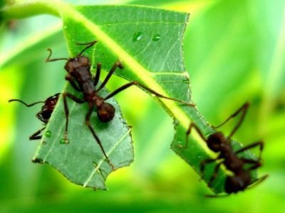 Foto-01-1-Crédito-II-Seminário-Florestal
