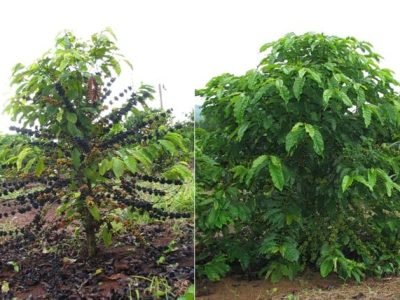 Foto-01-1-Crédito-Inorbert-Lima