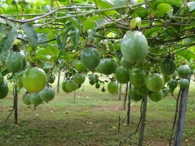 Foto-01-1-Crédito-Kellson-Tolentino