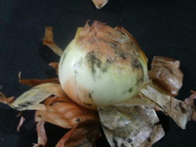 Foto-01-1-Crédito-Leandro-Luiz-Marcuzzo-1024x768