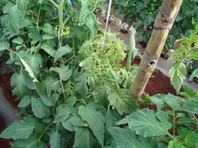 Foto-01-1-Crédito-Luiz-Henrique-Bambini