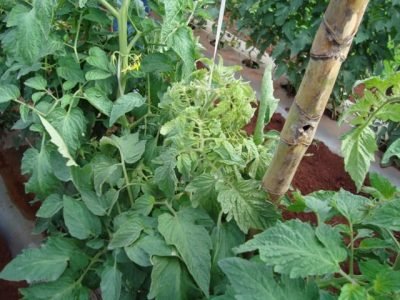 Foto-01-1-Crédito-Luiz-Henrique-Bambini