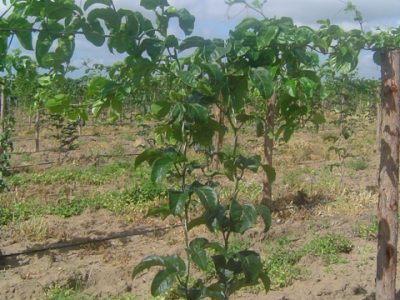 Foto-01-1-Crédito-Luize-Hess2