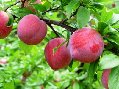 Foto-01-1-Crédito-Marco-Lucini