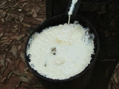 Seringueira (Miriam Lins)