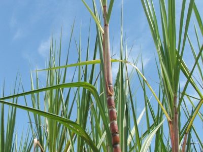 Foto-01-1-Crédito-Miriam-Lins1-768x1024