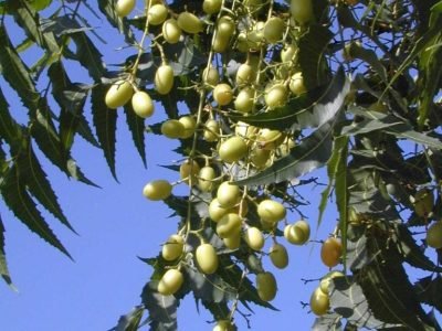 Foto-01-1-Crédito-Nilton-Fritzons-Sanches-768x1024