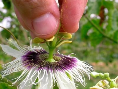 Foto-01-1-Crédito-Nilton-Scudeller