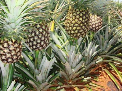 Foto-01-1-Crédito-Ricardo-Suzuki